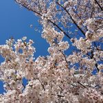 満開桜②